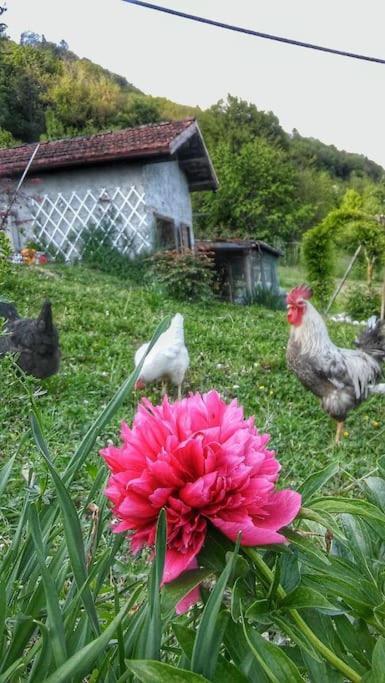 Casa Nella Natura Il Risveglio Degli Elfi 페다베나 외부 사진