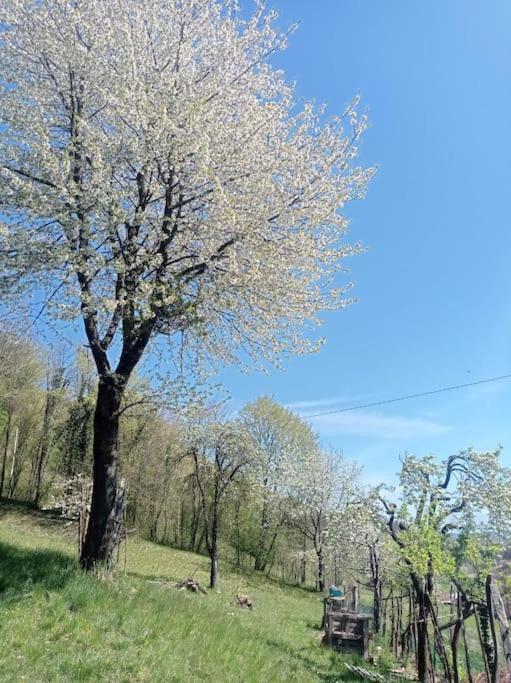 Casa Nella Natura Il Risveglio Degli Elfi 페다베나 외부 사진